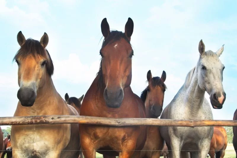 Ergyvet propose des compléments alimentaires de haute qualité pour chevaux
