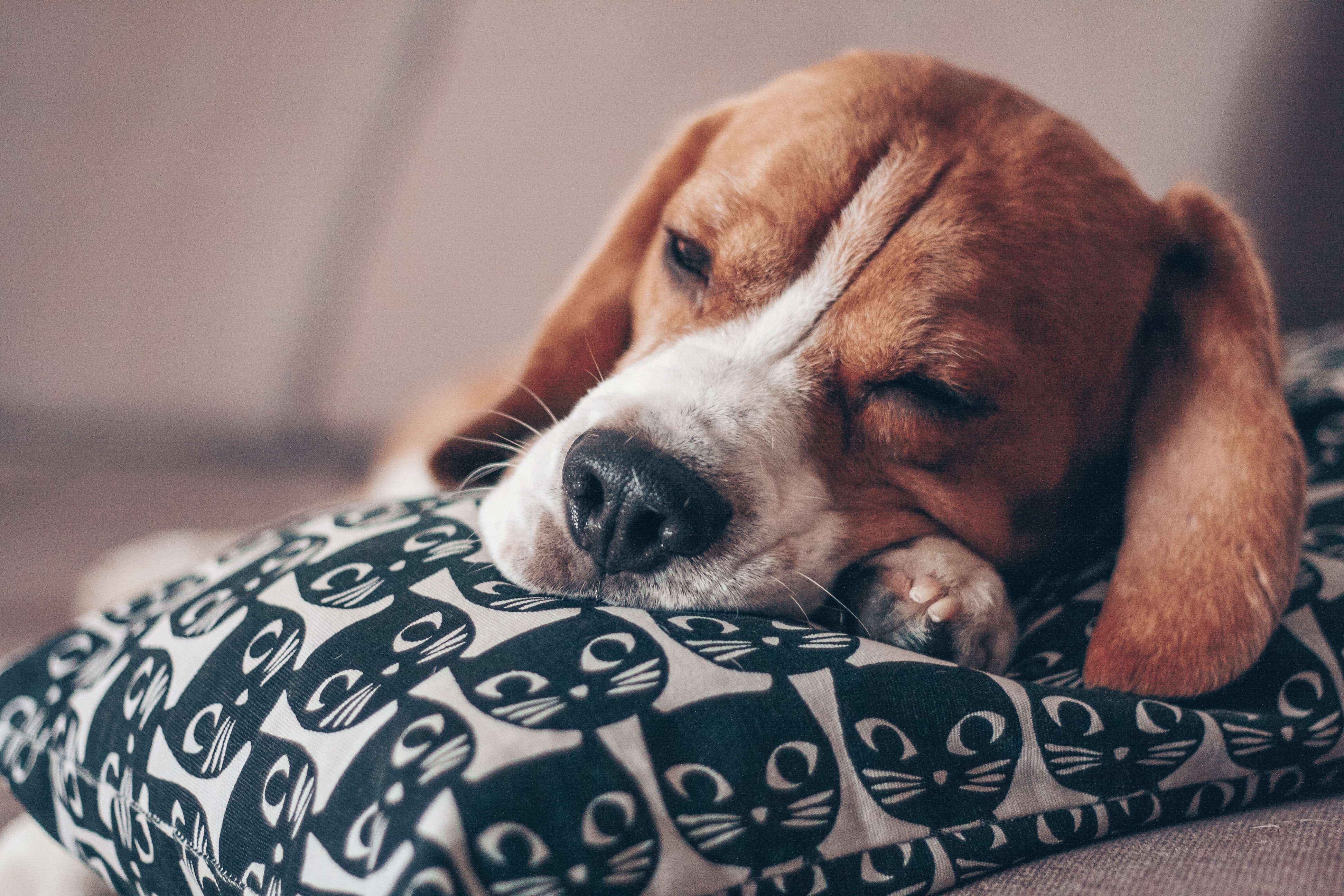anti-stress-chien-insomnies