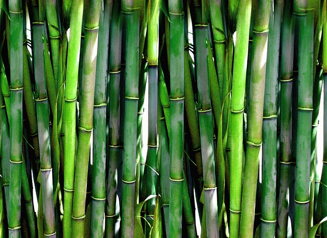 bambou-silice-arthrose