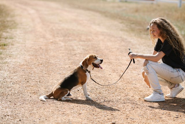 coup-chaleur-chien