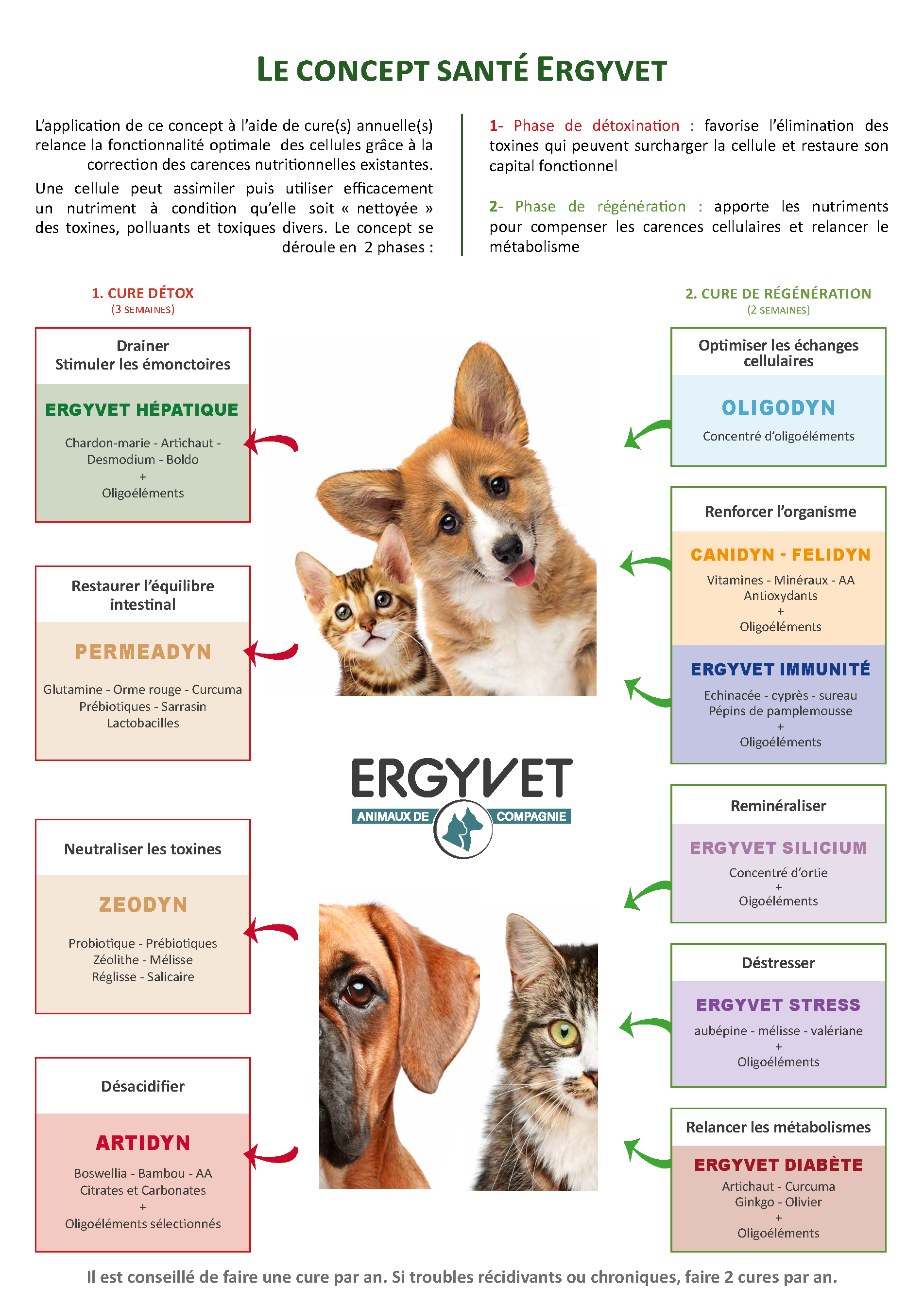 chien-chat-ergyvet