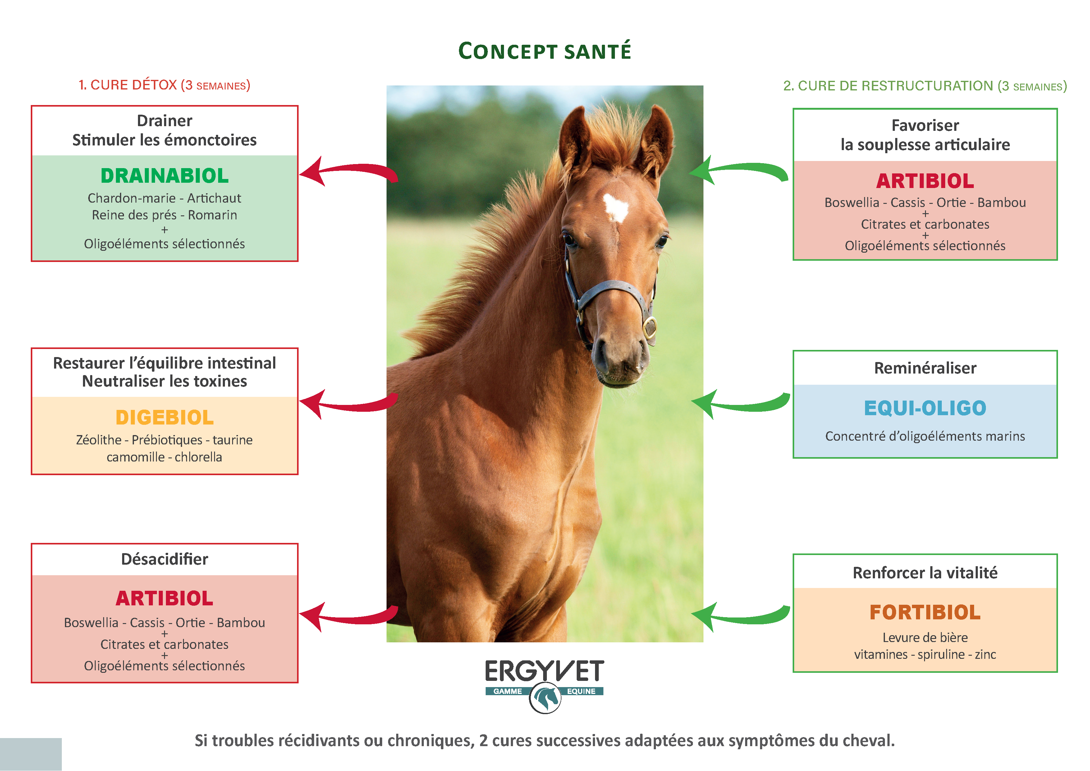 chevaux-concept-santé